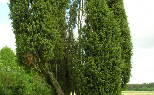 8. Obelu rago kadagiai foto. L.Stanaičio.jpg